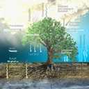 Trees & CO2