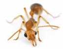 Ants have Algorithms