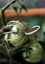 green fresh jewelry